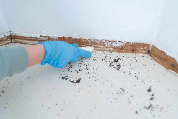 Best Pest Control for Homes  in Calvert City, KY